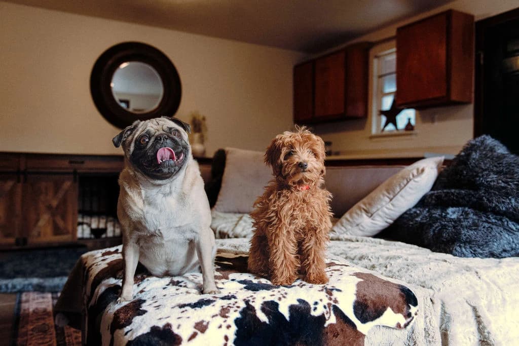 Little Dog Cabin Stay