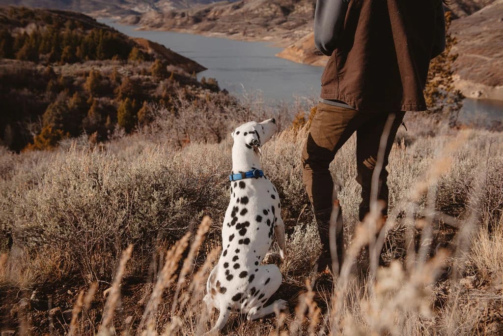 Lost River Ranch Dog Club